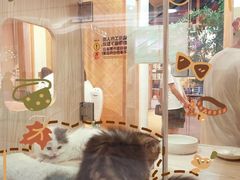 -屋虎猫馆(宝安大仟里店)