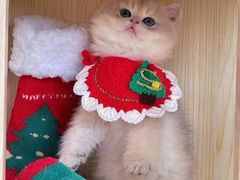 -欣宠猫屋·矮脚拿破仑·蓝金金渐层