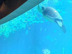 -海棠湾洲际-涛·海底餐厅·美人鱼·自助餐·海底隧道