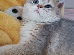 -lincat·猫舍(广州店)