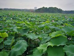 -荷塘月色湿地公园·向阳花洲