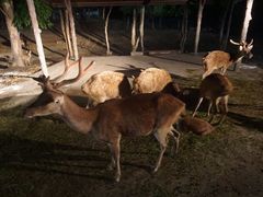 -清迈夜间动物园