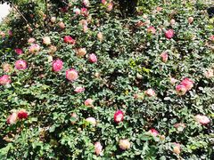 -人民公园(罗湖区)