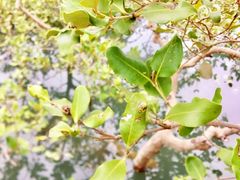 -北海金海湾红树林生态旅游区