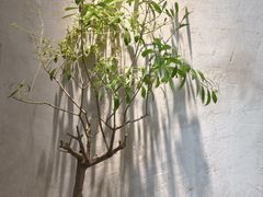 -春庄咖啡SpringHues(钟楼小区店)