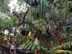 -Fern Forest Cafe