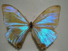 -上海昆虫博物馆