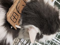 -怪兽屋·羊驼·猫咖·狗咖(俊华广场店)