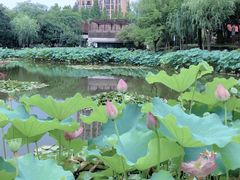 -陈家山荷花公园
