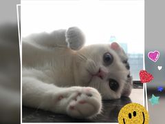 -瑞鹏宠物医院华南总院·夜诊·心脏科·骨科