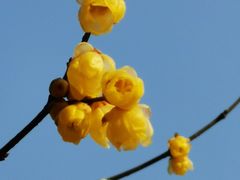 -南山植物园