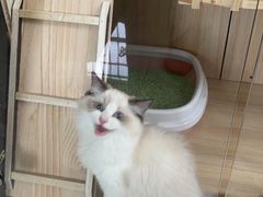 -lincat·猫舍(广州店)