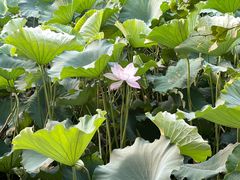 -不觉晓CAMPING(上海迪士尼营地店)