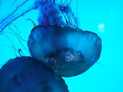 -太平洋海底世界