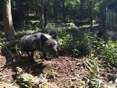 -宫城藏王狐狸村