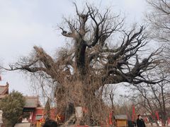 -大槐树寻根祭祖园