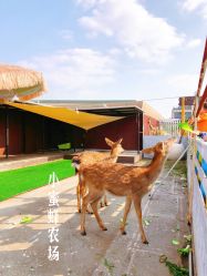 -小蜜蜂农场(凯德七宝购物广场店)