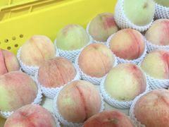 -老袁家蜜桃农场·阳山水蜜桃