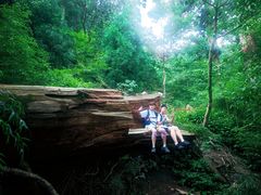 -天目山大树王景区
