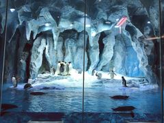 -帝企鹅自助餐厅•儿童岛•真企鹅(长隆企鹅酒店)