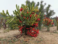 -东莞植物园
