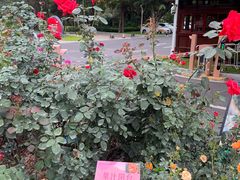 -人民公园(罗湖区)