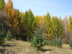 -塞罕坝国家级自然保护区