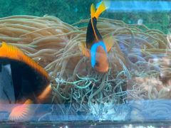 -悉尼海洋生物水族馆