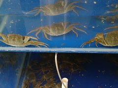 -阳澄湖大闸蟹·琼灵阁牌品牌连锁(吴中总店)