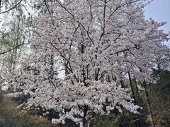-上海滨江森林公园