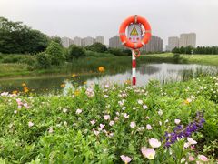 -洋湖国家湿地公园