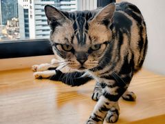 -有喵·猫咖·狗咖·30几只猫10只小狗(岗厦店)