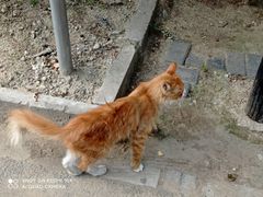 -猫十亿·布偶金渐层·曼基康矮脚猫舍(青年路店)