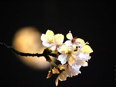-上海南浦大桥长途旅游客运站