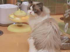 -帕帕拉兹宠物(亚洲旗舰店)