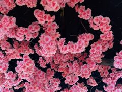 -九田家黑牛烤肉料理·自助(洪洞县城市花园店)