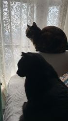 -星元素cosplay动漫摄影写真工作室