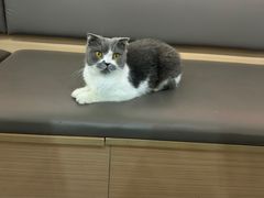 -喵园·猫主题咖啡厅·撸猫·猫咖(国贸店)