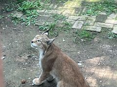 -青藏高原野生动物园