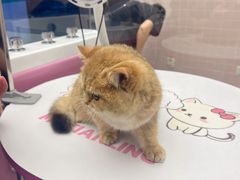 -FAELING PETS美天灵宠物(富力广场店)