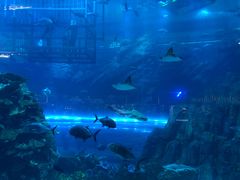 -迪拜水族馆及水下动物园