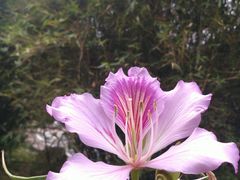 -火炉山森林公园
