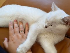 -东方名猫馆·英短金渐层布偶猫舍(环线广场1号楼店)