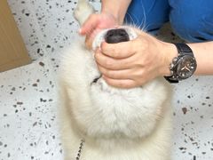 -瑞派康怡24h宠物医院·犬猫医疗中心·微创绝育(瑞景分院)