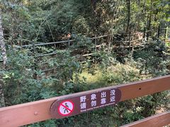 -野象谷景区