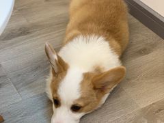 -浣熊柯尔鸭土拨鼠·电玩咖