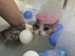 -车接车送·寄养洗护·德文猫舍(大宁店)