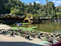 -西双版纳原始森林公园