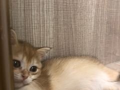 -飞行喵MR PILOT|猫舍·猫咖(静安大融城店)