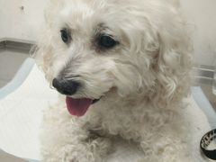 -顺强宠物诊所·狂犬免疫·夜诊·骨科(嘉定店)